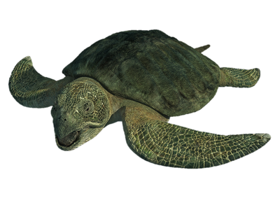 Proto turtle