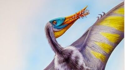 Rhamphorhynchus Dinopedia Fandom