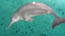 Extinct Dolphin