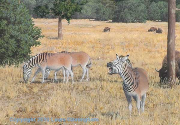 Equus Occidentalis Dinopedia FANDOM powered by Wikia