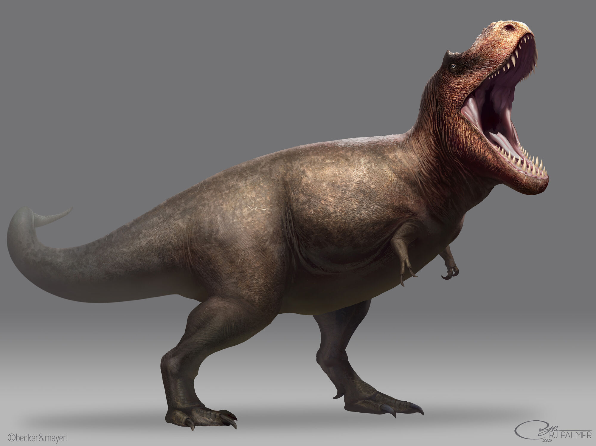 Tyrannosaurus rex | Dinopedia | Fandom