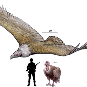 Argentavis Dinopedia Fandom