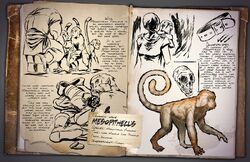 800px-Mesopithecus Dossier