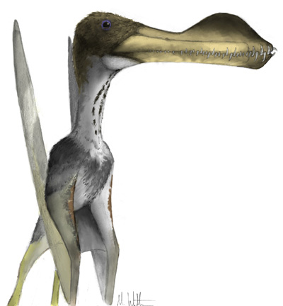 coloborhynchus