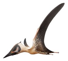 Apatorhamphus joshua-tedder