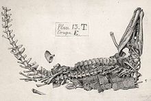 220px-Gustave Lavalette ; Goniopholis