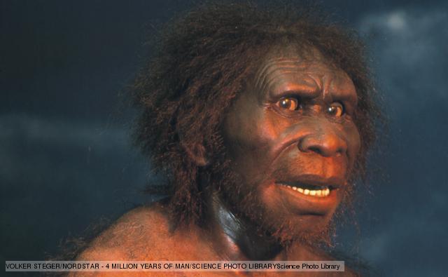 Homo erectus | Dinopedia | FANDOM powered by Wikia