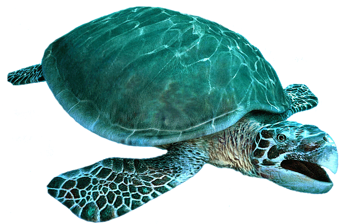 image archelon gif dinopedia fandom powered by wikia archelon size
