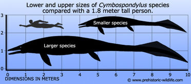 Cymbospondylus-size