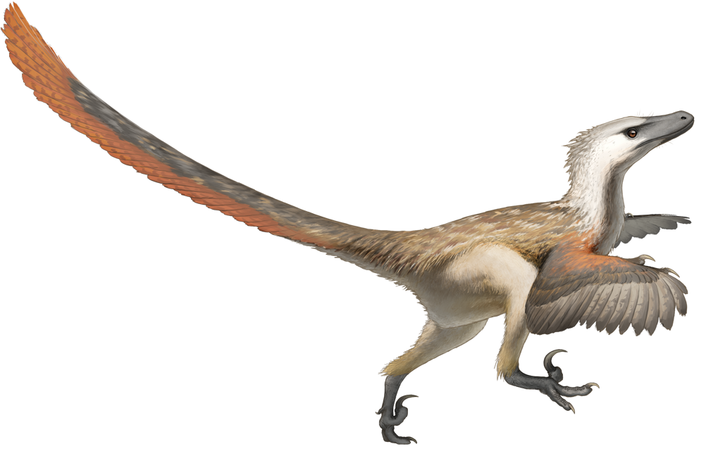 a velociraptor