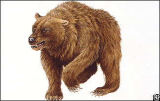 Cave-bear-324x205