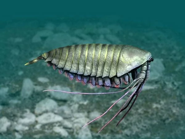 Category Paleozoic Arthropods Dinopedia FANDOM Powered By Wikia