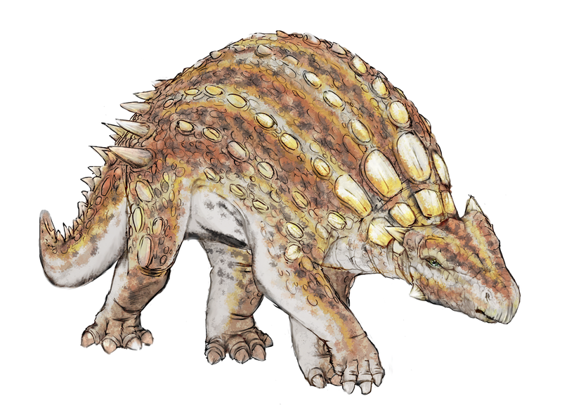 Minmi | Dinopedia | FANDOM powered by Wikia