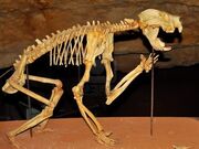 8680744-skeleton-of-a-marsupial-lion-in-a-cave