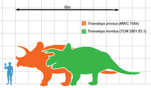 Triceratops scale