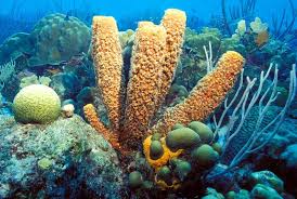 Sponges