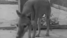 Thylacine-0