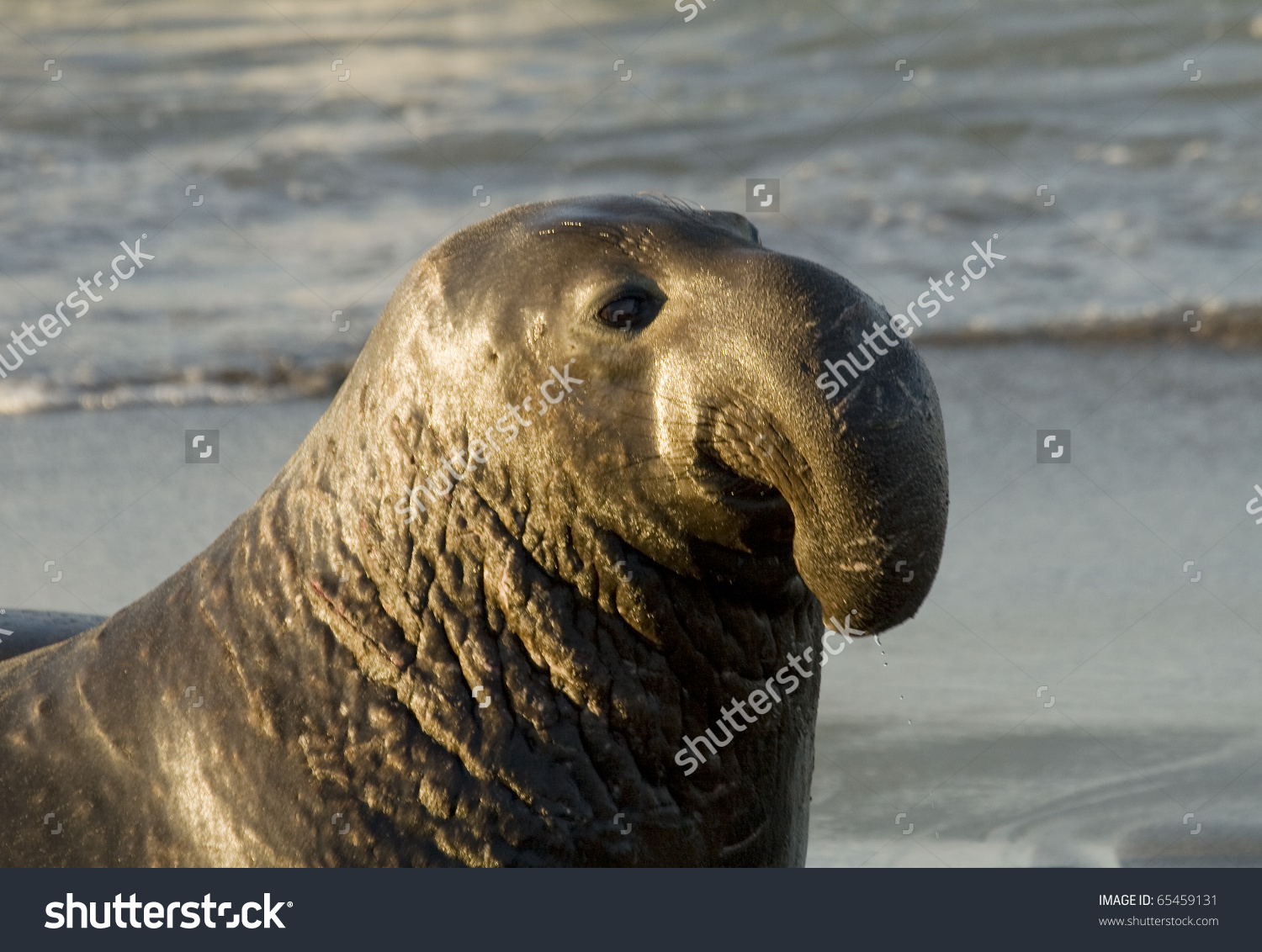 Elephant seal | Dinosaursandanimal231 Wikia | FANDOM powered by Wikia