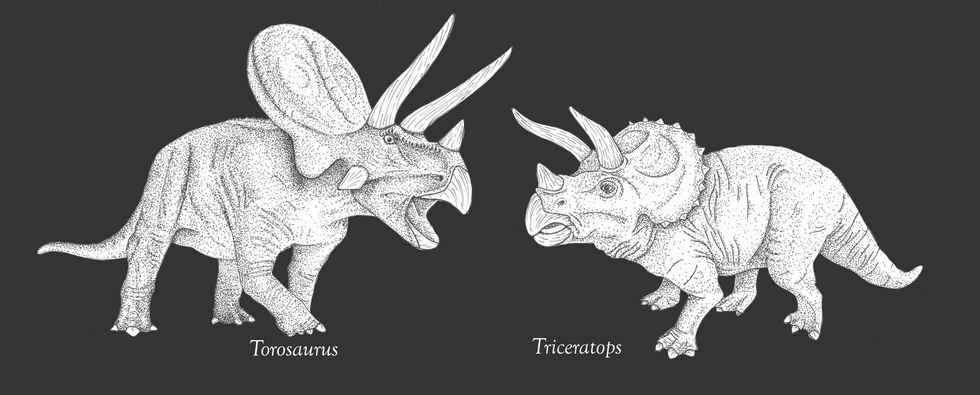 torosaurus fossil
