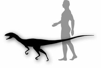 Eoraptor and Human comparison