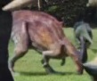 ParasaurJW