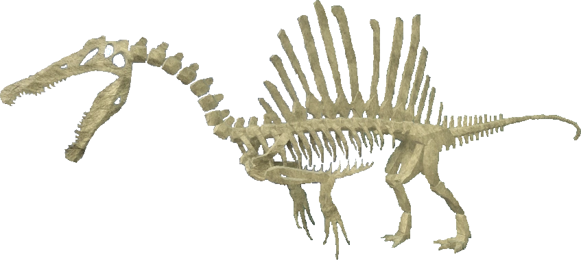 fossils of spinosaurus