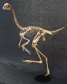 Avifossil