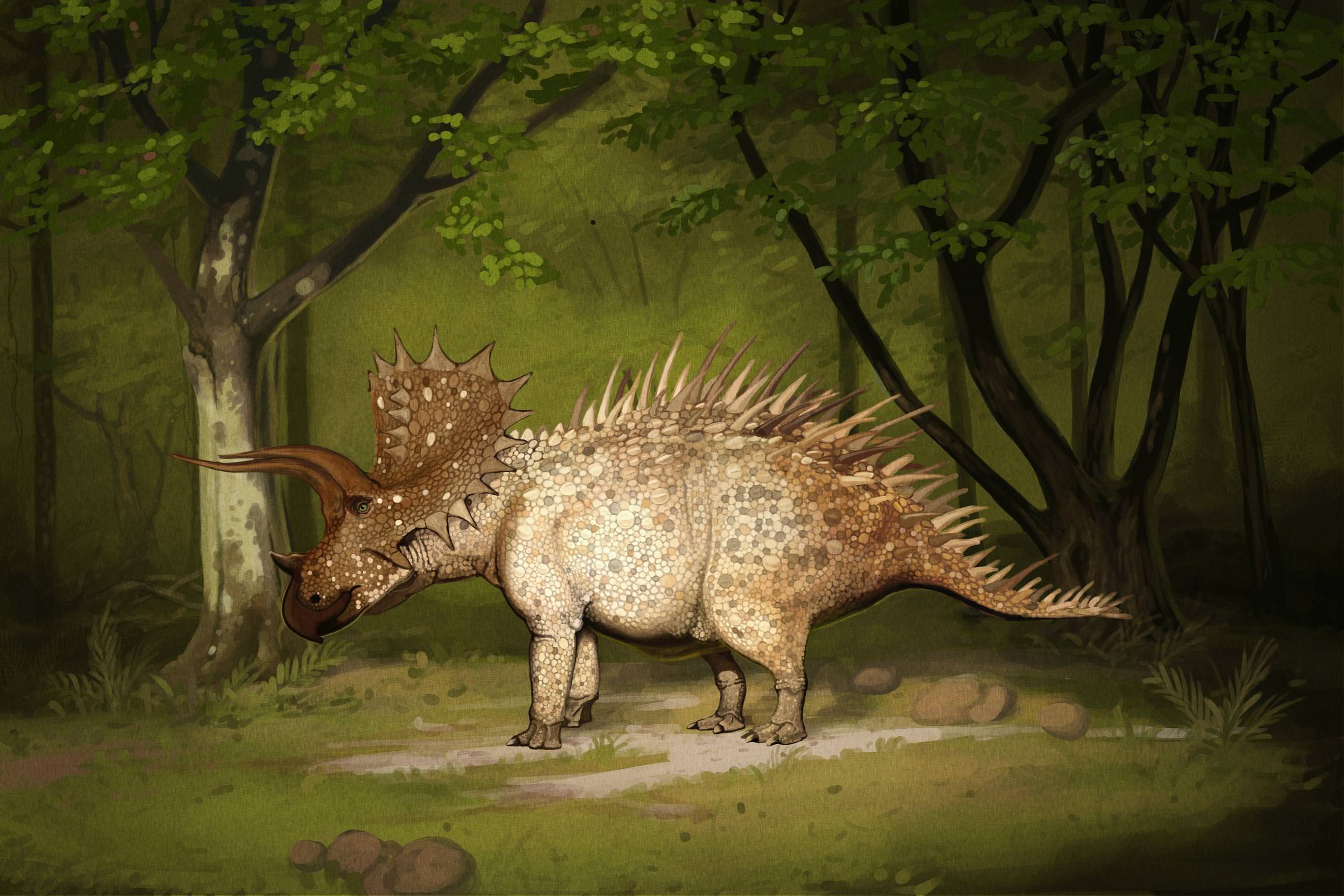 Triceratops