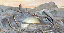 220px-Dodo egg replica