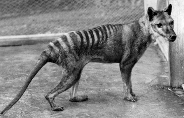 tigre da tasmânia wiki pre historia fandom powered by wikia