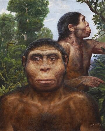 Homo erectus | Wiki pre-historia | Fandom