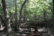 Images1