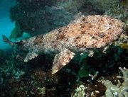 Images32