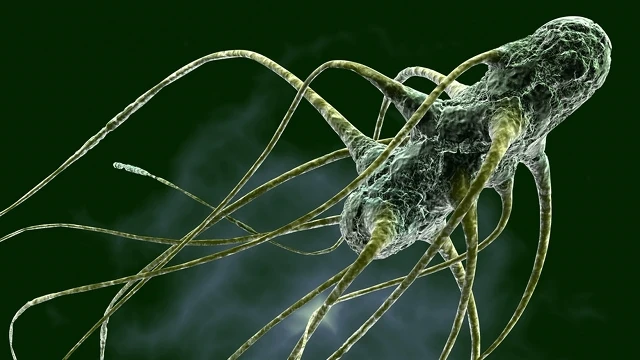 Salmonella Diseasespedia Wiki FANDOM powered by Wikia