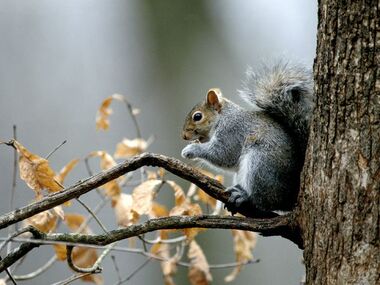 Gray-squirrel