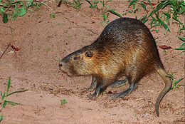 Nutria