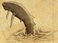 Whale illustration