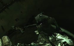Rats with fangs