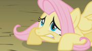 180px-Fluttershy is not so ready S01E07