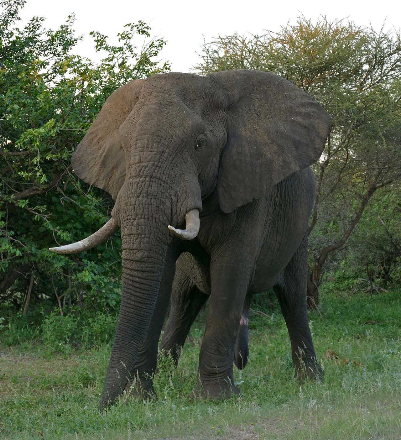 African Bush Elephant Disney Animals Wiki FANDOM