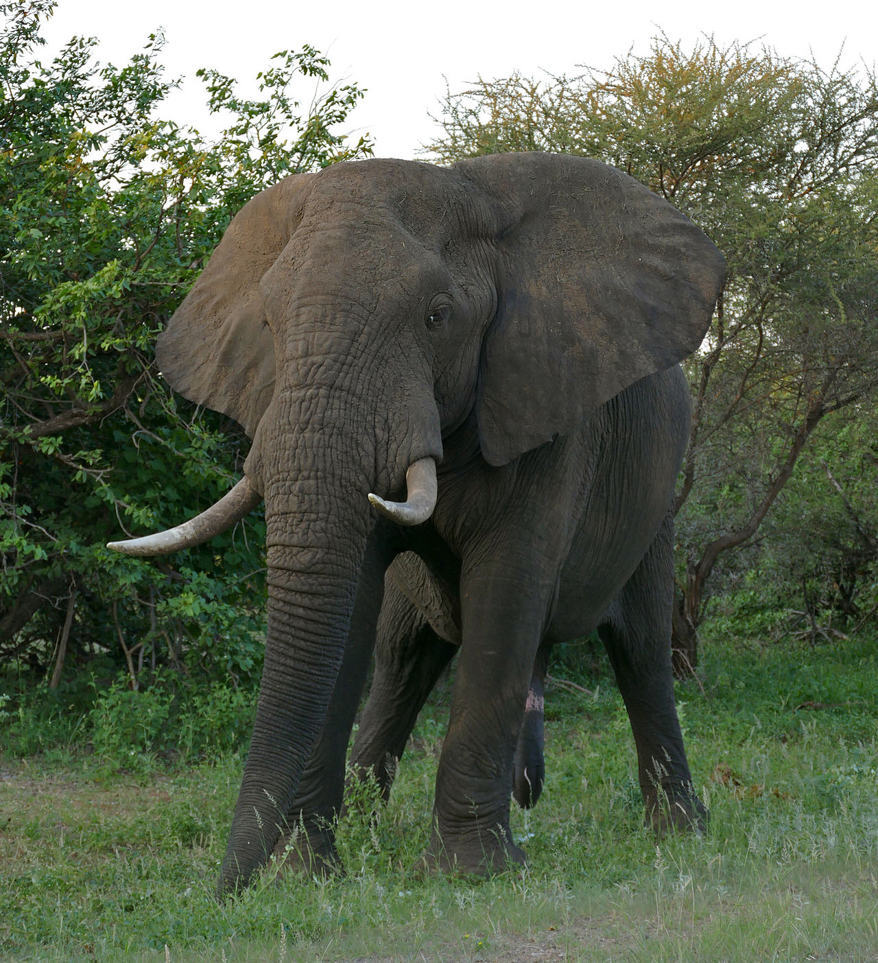 African Bush Elephant | Disney Animals Wiki | FANDOM powered by Wikia