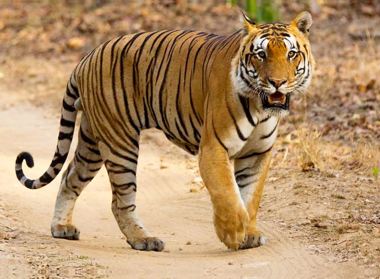 Bengal Tiger | Disney Animals Wiki | Fandom
