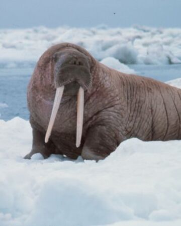 Walrus Disney Animals Wiki Fandom