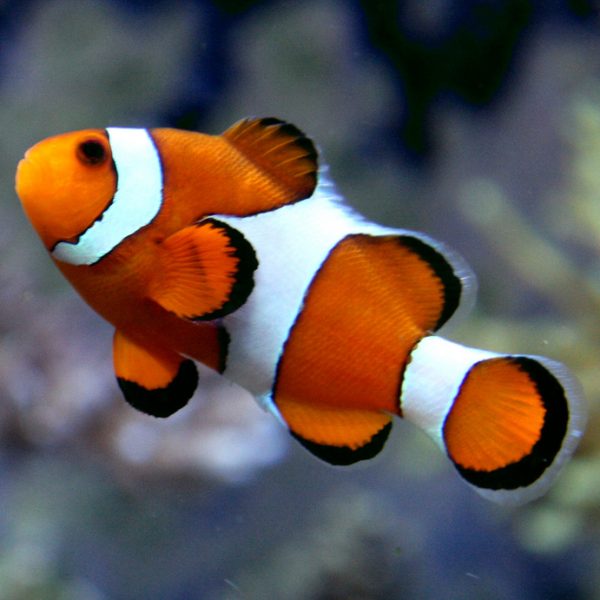 Ocellaris Clownfish Disney Animals Wiki Fandom