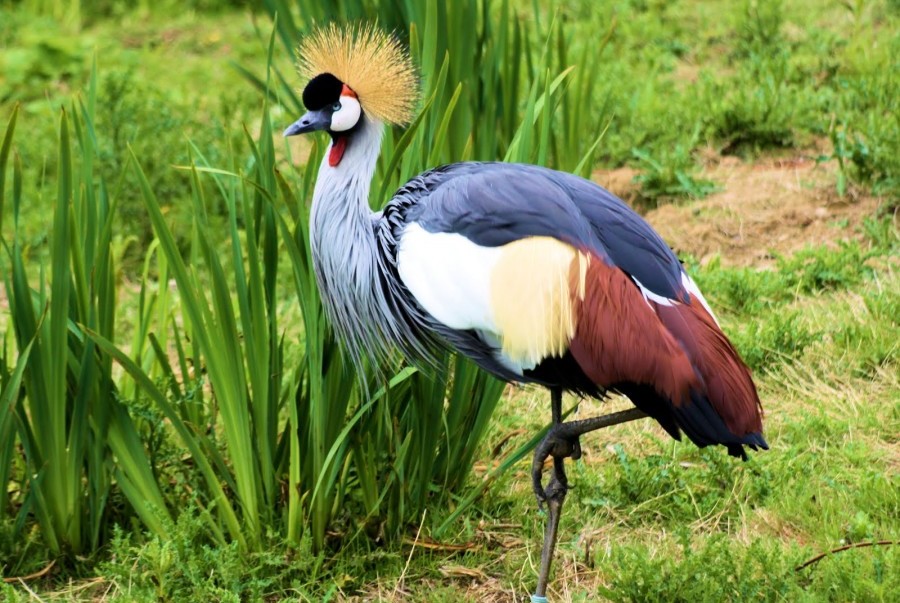 grey crowned crane disney