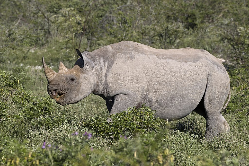 south central black rhinoceros