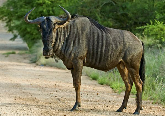 Blue Wildebeest | Disney Animals Wiki | Fandom