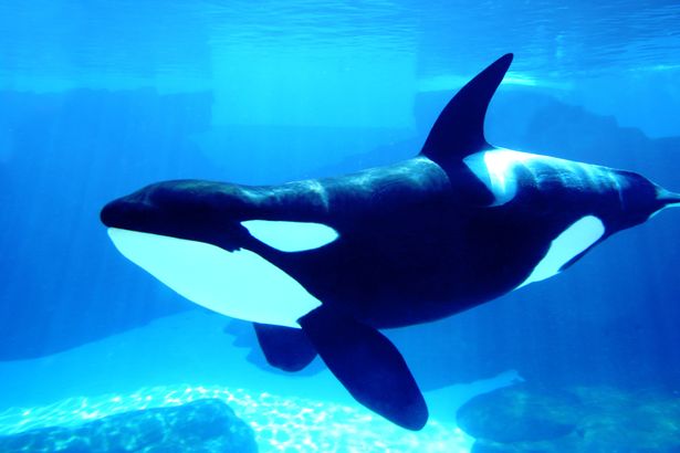 Killer Whale | Disney Animals Wiki | Fandom
