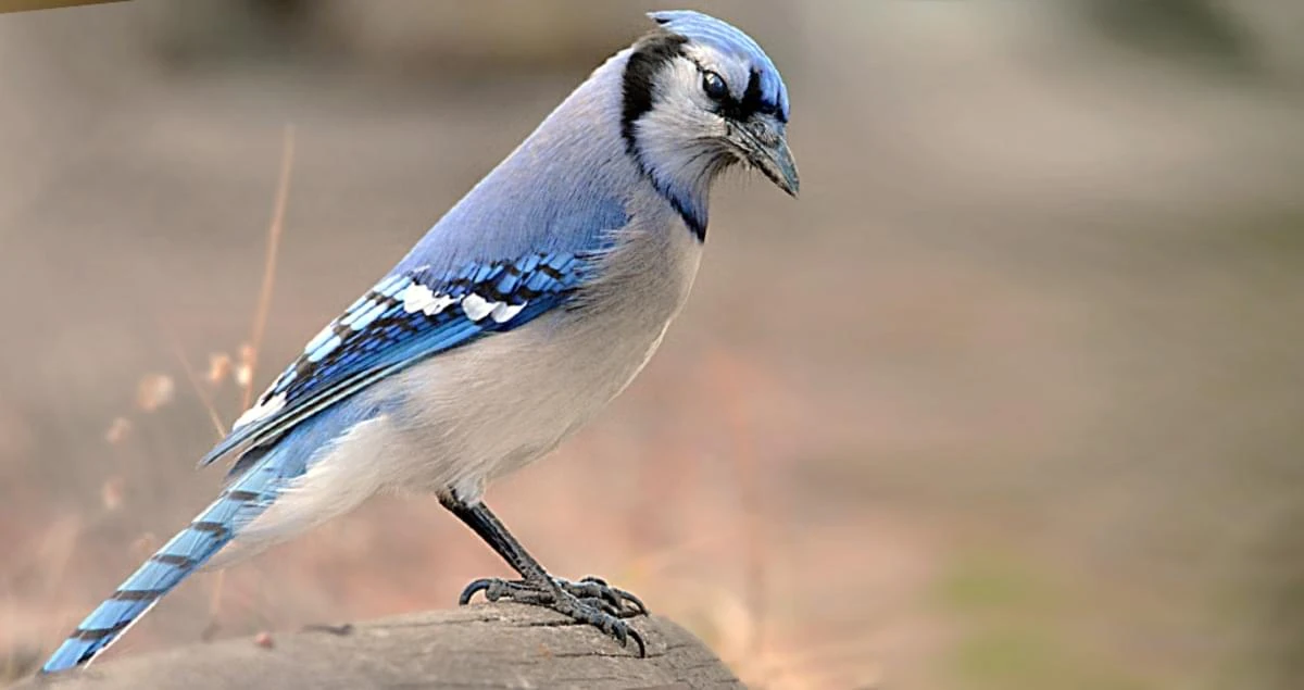 Blue Jay | Disney Animals Wiki | Fandom