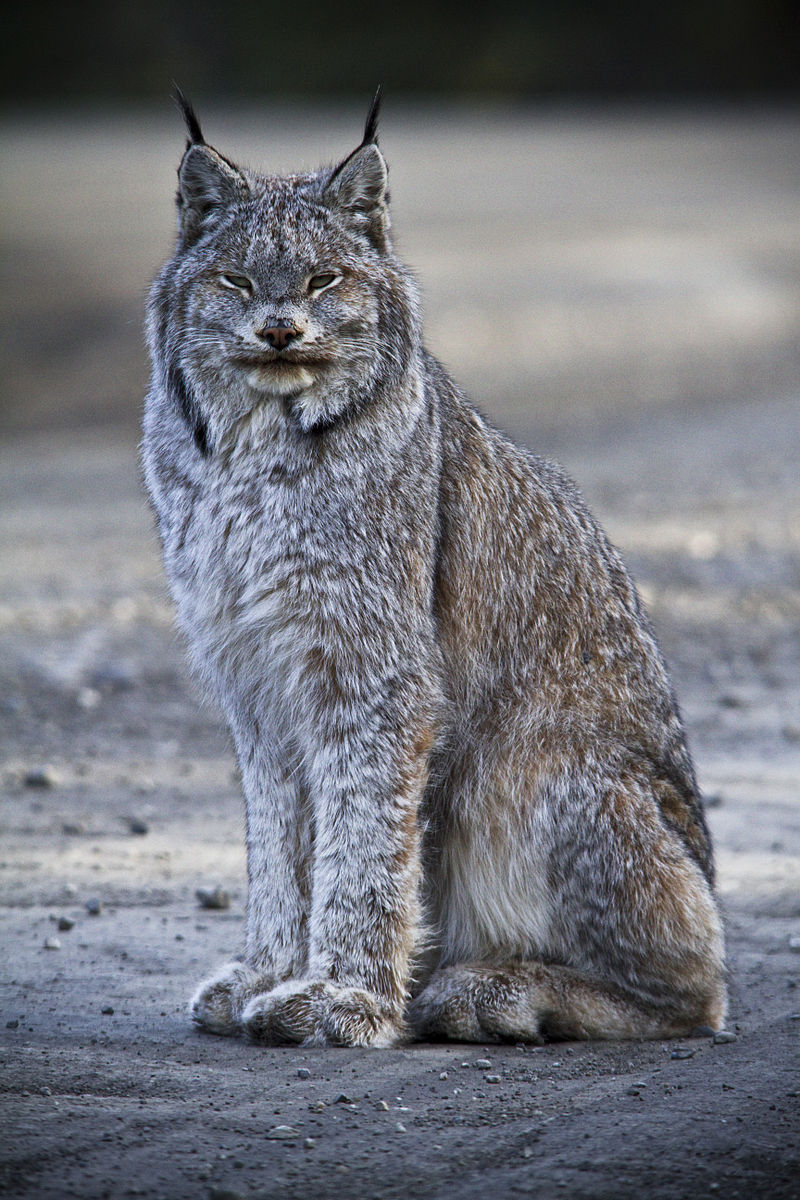 Canadian Lynx | Disney Animals Wiki | Fandom